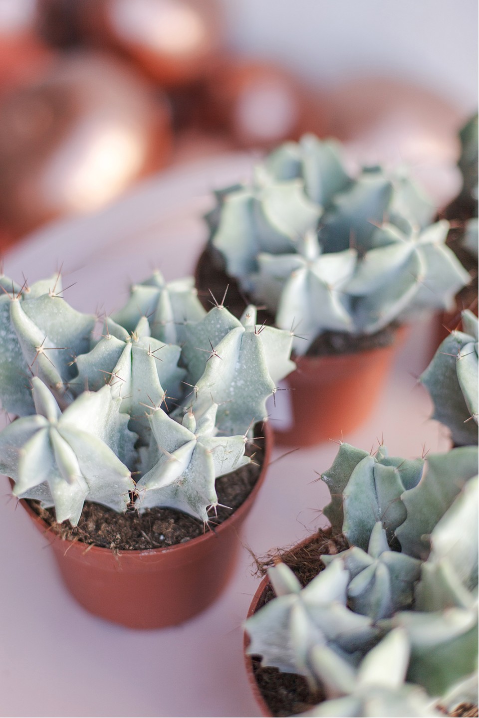 Цереус (Cereus) 10 см - с доставкой по Минску