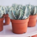 Цереус (Cereus) 10 см - с добавлением зелени - миниатюра 