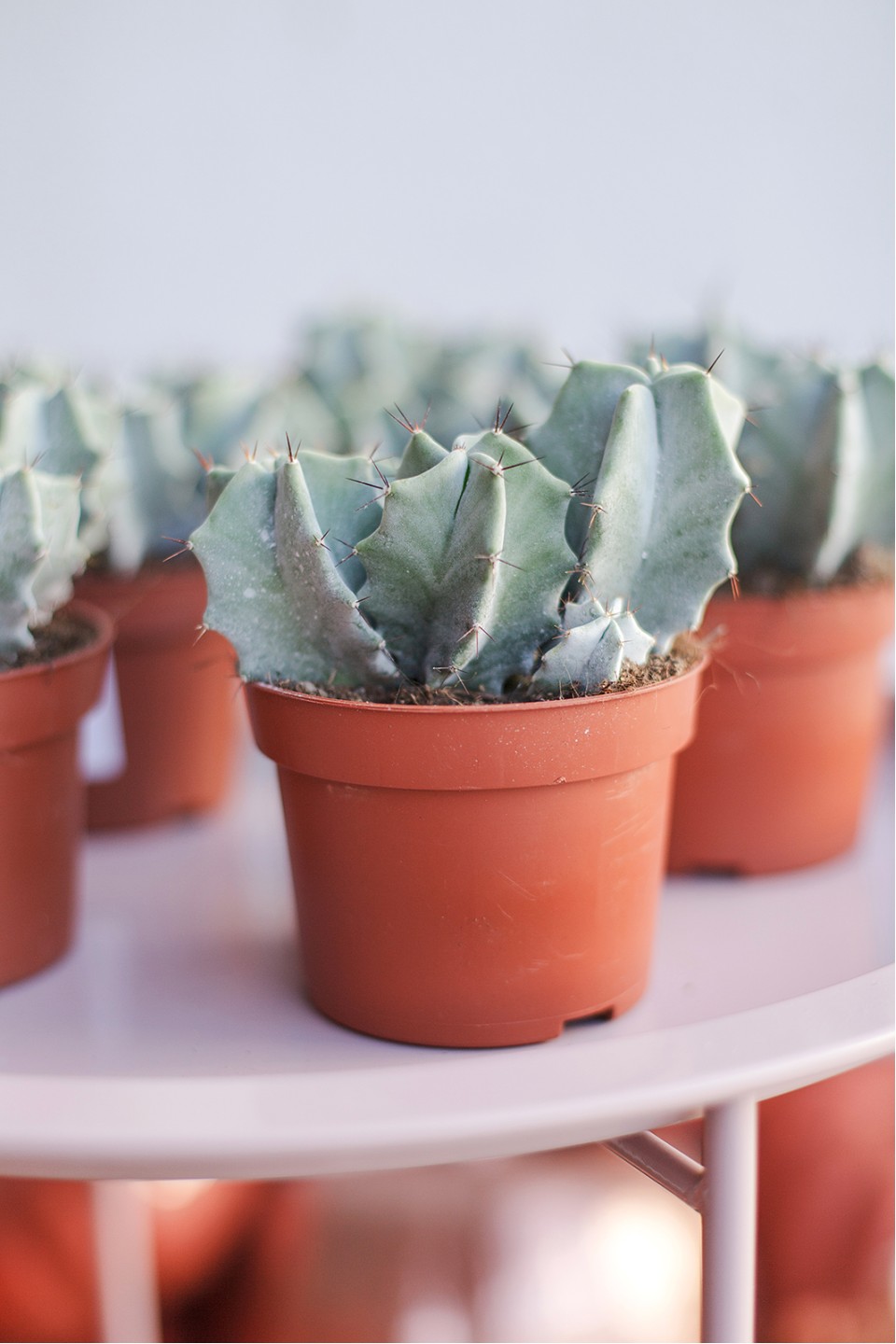 Цереус (Cereus) 10 см - с добавлением зелени