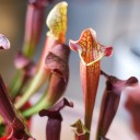 Саррацения (мухоловка) - с добавлением зелени - миниатюра 