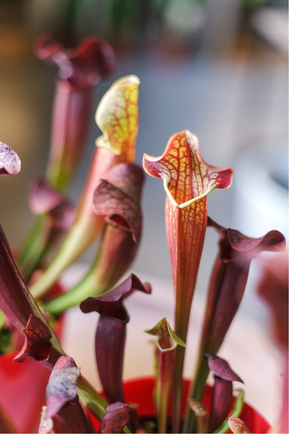 Саррацения (мухоловка) - с добавлением зелени