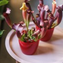 Саррацения (мухоловка) - подарочное оформление - миниатюра