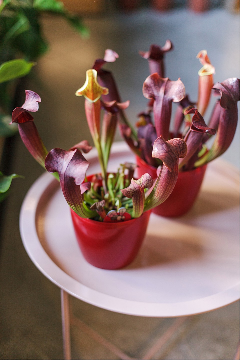 Саррацения (мухоловка) - подарочное оформление