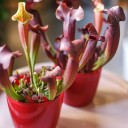 Саррацения (мухоловка) - с доставкой по Минску - миниатюра