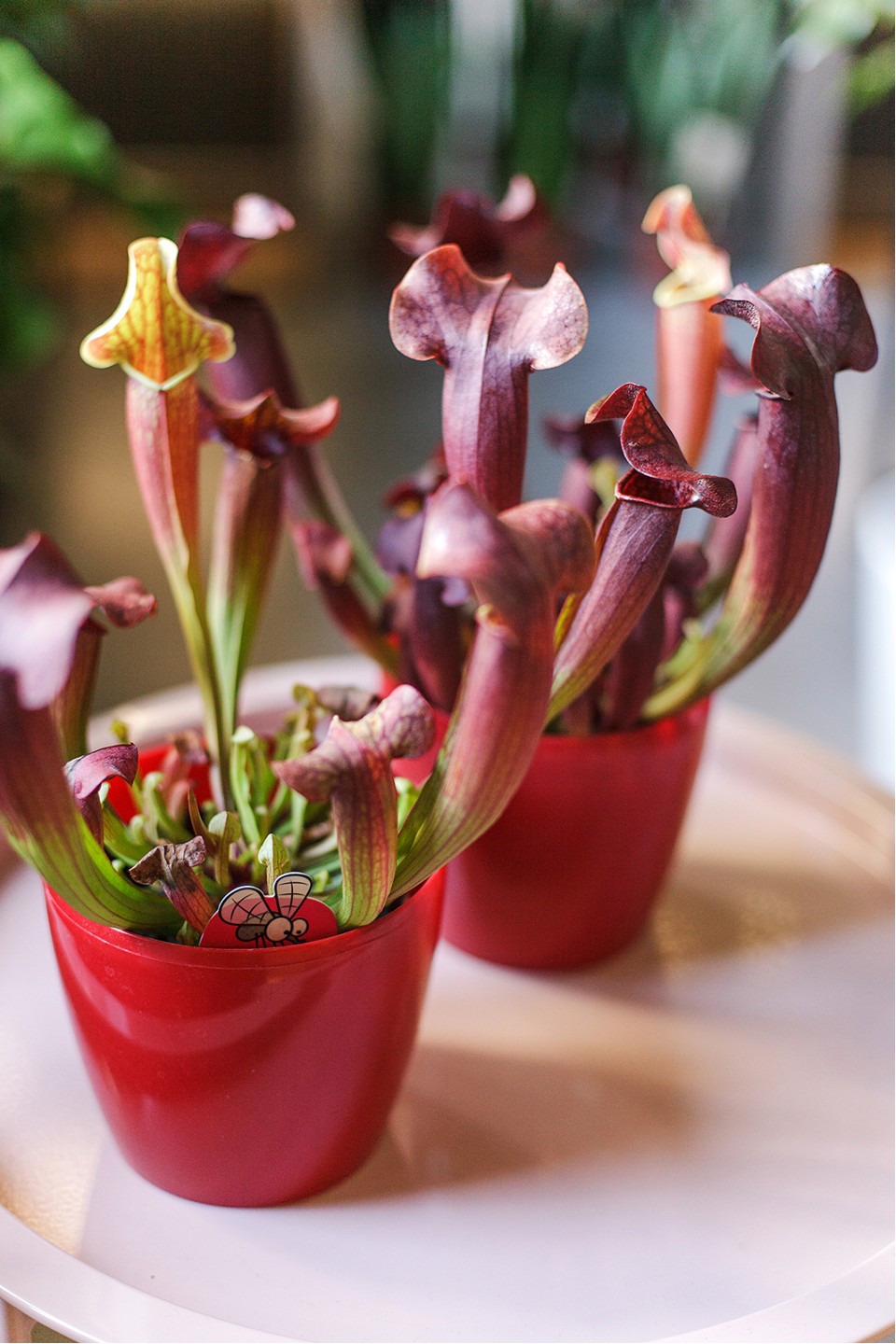 Саррацения (мухоловка) - с доставкой по Минску