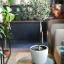 Олива европейская (Olea Europaea On Stemm) 110 см - с доставкой по Минску - миниатюра
