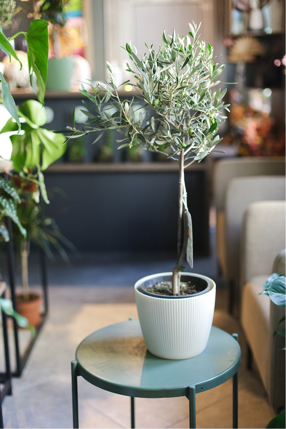 Олива европейская (Olea Europaea On Stemm) 110 см - с доставкой по Минску