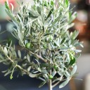 Олива европейская (Olea Europaea On Stemm) 110 см - с добавлением зелени - миниатюра 