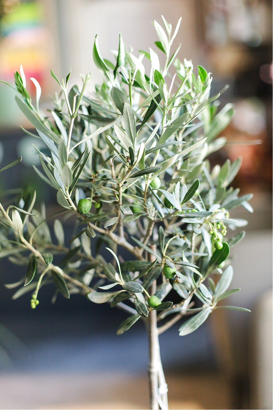 Олива европейская (Olea Europaea On Stemm) 110 см - с добавлением зелени