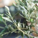Олива европейская (Olea Europaea On Stemm) 110 см - для женщины/молодой пары - миниатюра