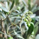 Олива европейская (Olea Europaea On Stemm) 110 см - подарочное оформление - миниатюра