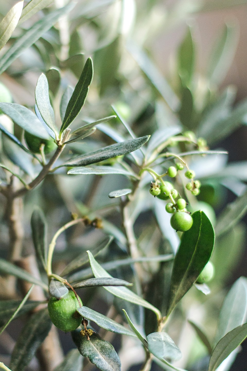 Олива европейская (Olea Europaea On Stemm) 110 см - подарочное оформление