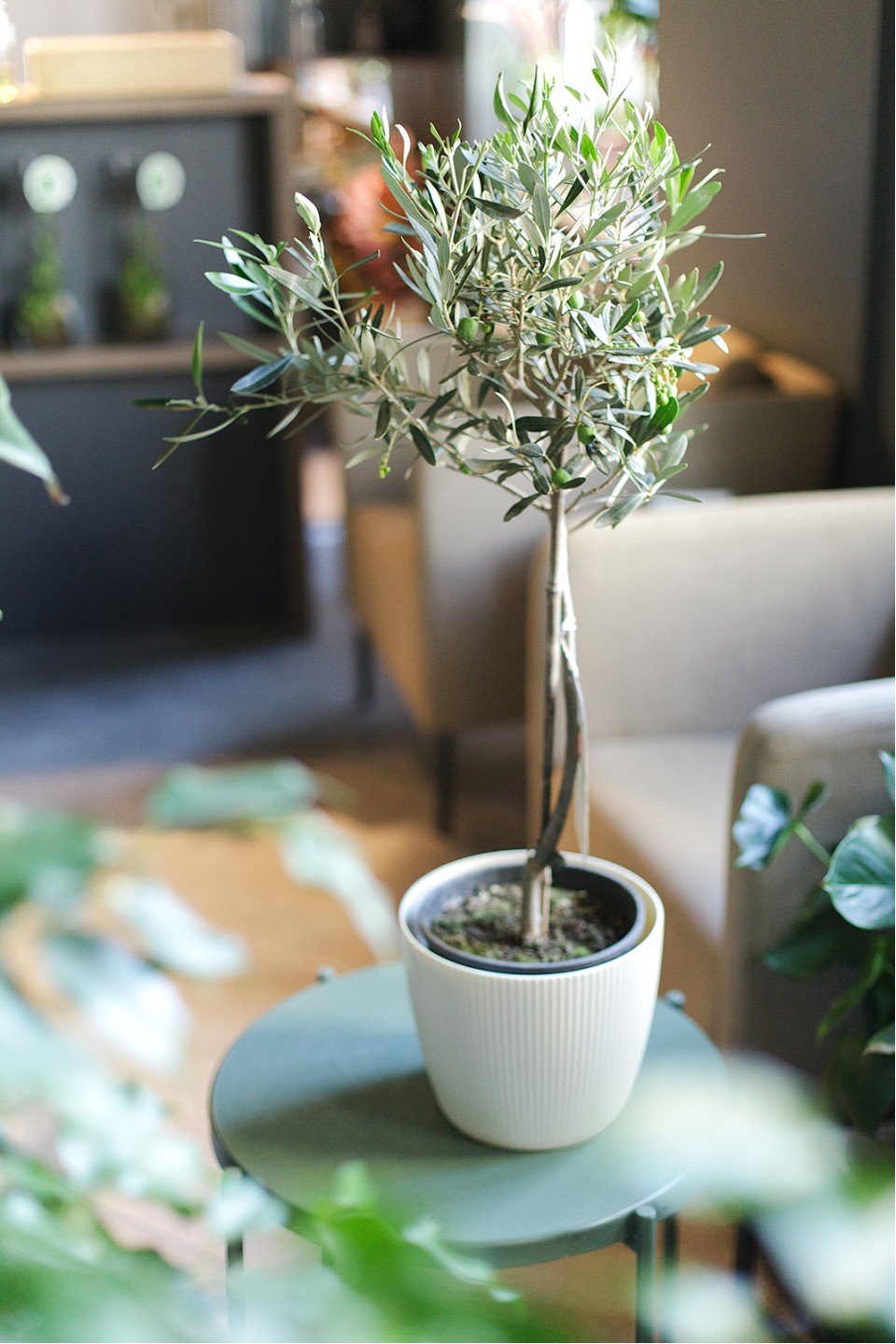 Олива европейская (Olea Europaea On Stemm) 110 см 7