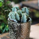 Цереус (Cereus) 10 см - миниатюра