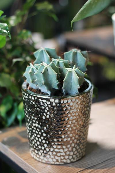 Цереус (Cereus) 10 см