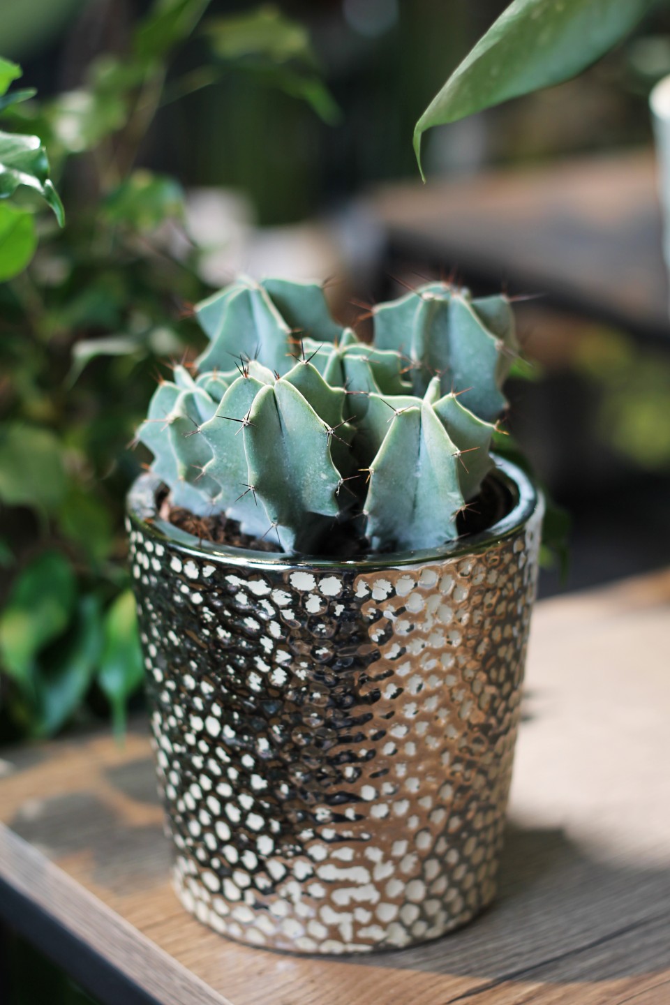 Цереус (Cereus) 10 см