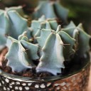 Цереус (Cereus) 10 см - быстрая доставка в Минске - миниатюра