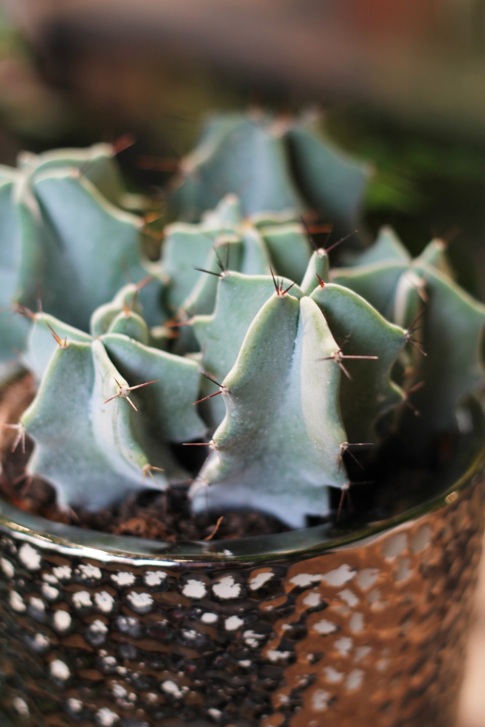 Цереус (Cereus) 10 см - быстрая доставка в Минске