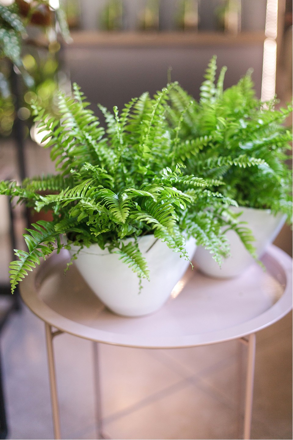 Нефролепис (Nephrolepis)