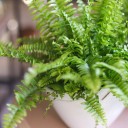 Нефролепис (Nephrolepis) - с доставкой по Минску - миниатюра