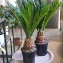 Цикас (Cycas) - для женщины/молодой пары - миниатюра