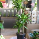 Драцена деремская Лимон и Лайм (Dracaena Lemon Lime) 100 см - миниатюра