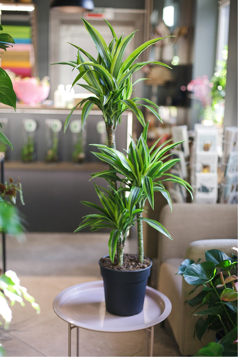 Драцена деремская Лимон и Лайм (Dracaena Lemon Lime) 100 см