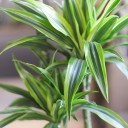 Драцена деремская Лимон и Лайм (Dracaena Lemon Lime) 100 см - с доставкой по Минску - миниатюра