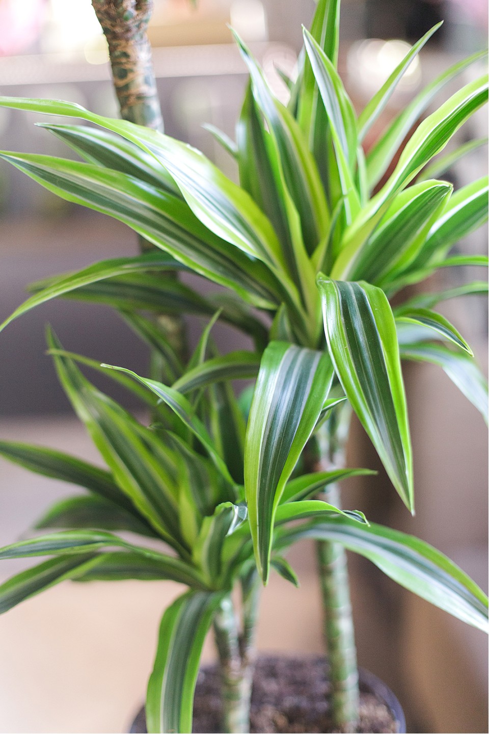 Драцена деремская Лимон и Лайм (Dracaena Lemon Lime) 100 см - с доставкой по Минску