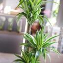 Драцена деремская Лимон и Лайм (Dracaena Lemon Lime) 100 см - с добавлением зелени - миниатюра 