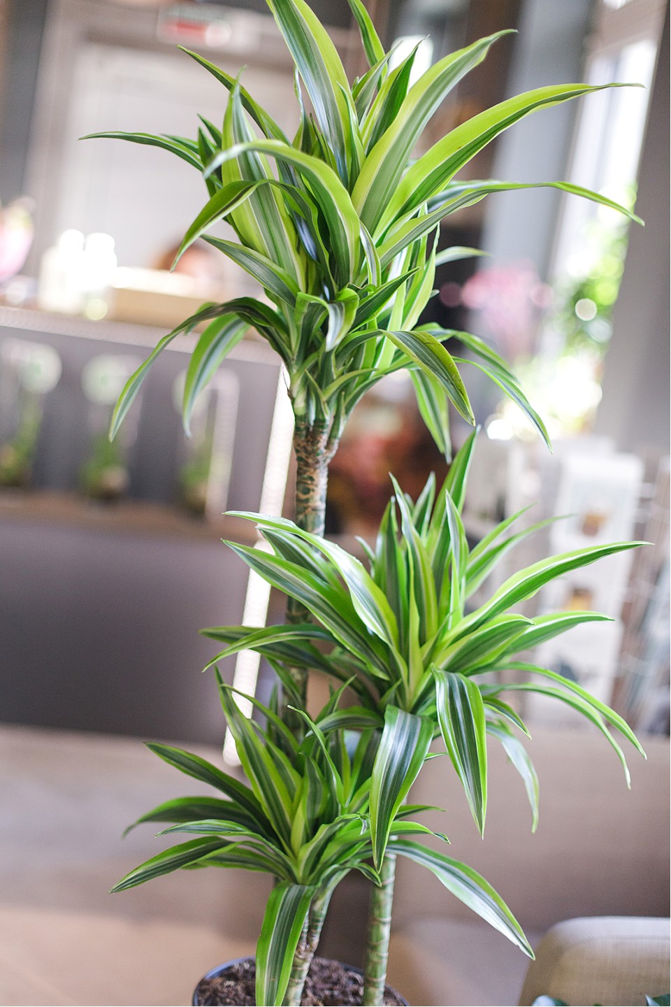 Драцена деремская Лимон и Лайм (Dracaena Lemon Lime) 100 см - с добавлением зелени