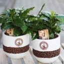 Кофе (Coffea in bonenpot) - подарочное оформление - миниатюра