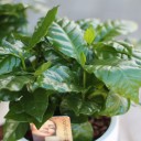 Кофе (Coffea in bonenpot) - быстрая доставка в Минске - миниатюра