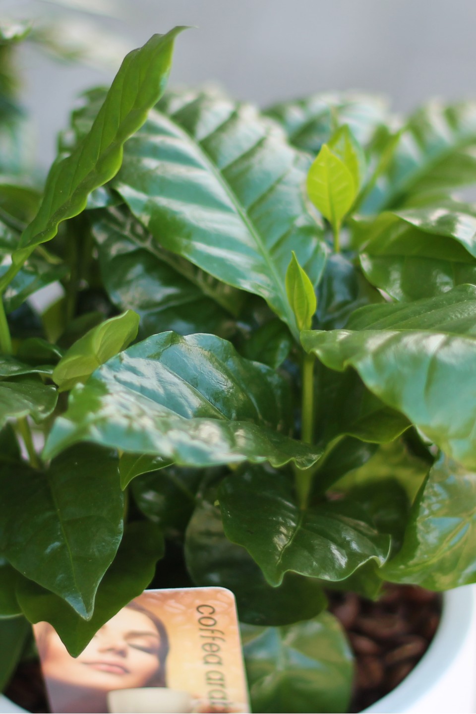 Кофе (Coffea in bonenpot) - быстрая доставка в Минске