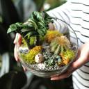 Флорариум Экзотика - миниатюра