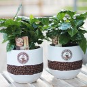 Кофе (Coffea in bonenpot) - с доставкой по Минску - миниатюра