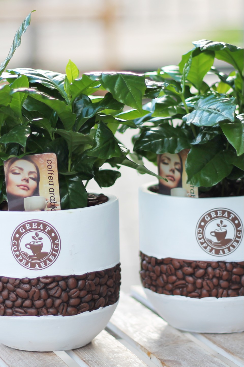 Кофе (Coffea in bonenpot) - с доставкой по Минску