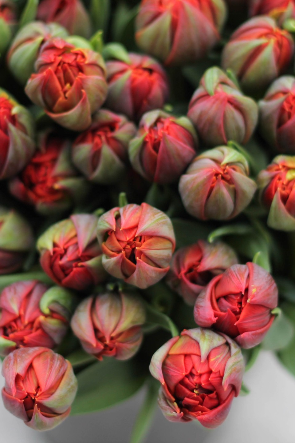 Тюльпан Red Princess