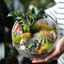 Флорариум Экзотика - с доставкой по Минску - миниатюра