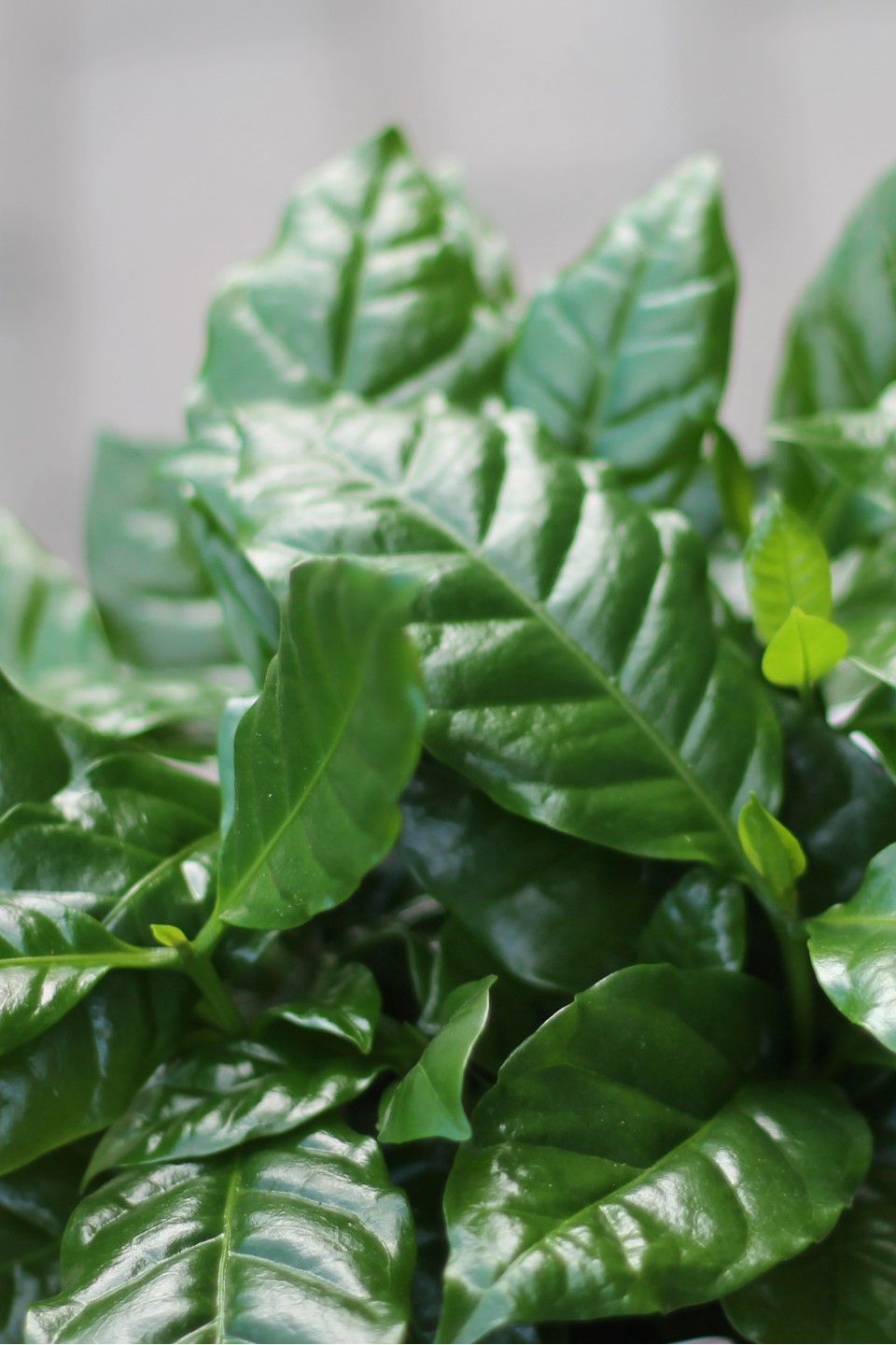 Кофе (Coffea in bonenpot) - с добавлением зелени