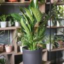 Спатифиллум Купидо 120-24 - миниатюра