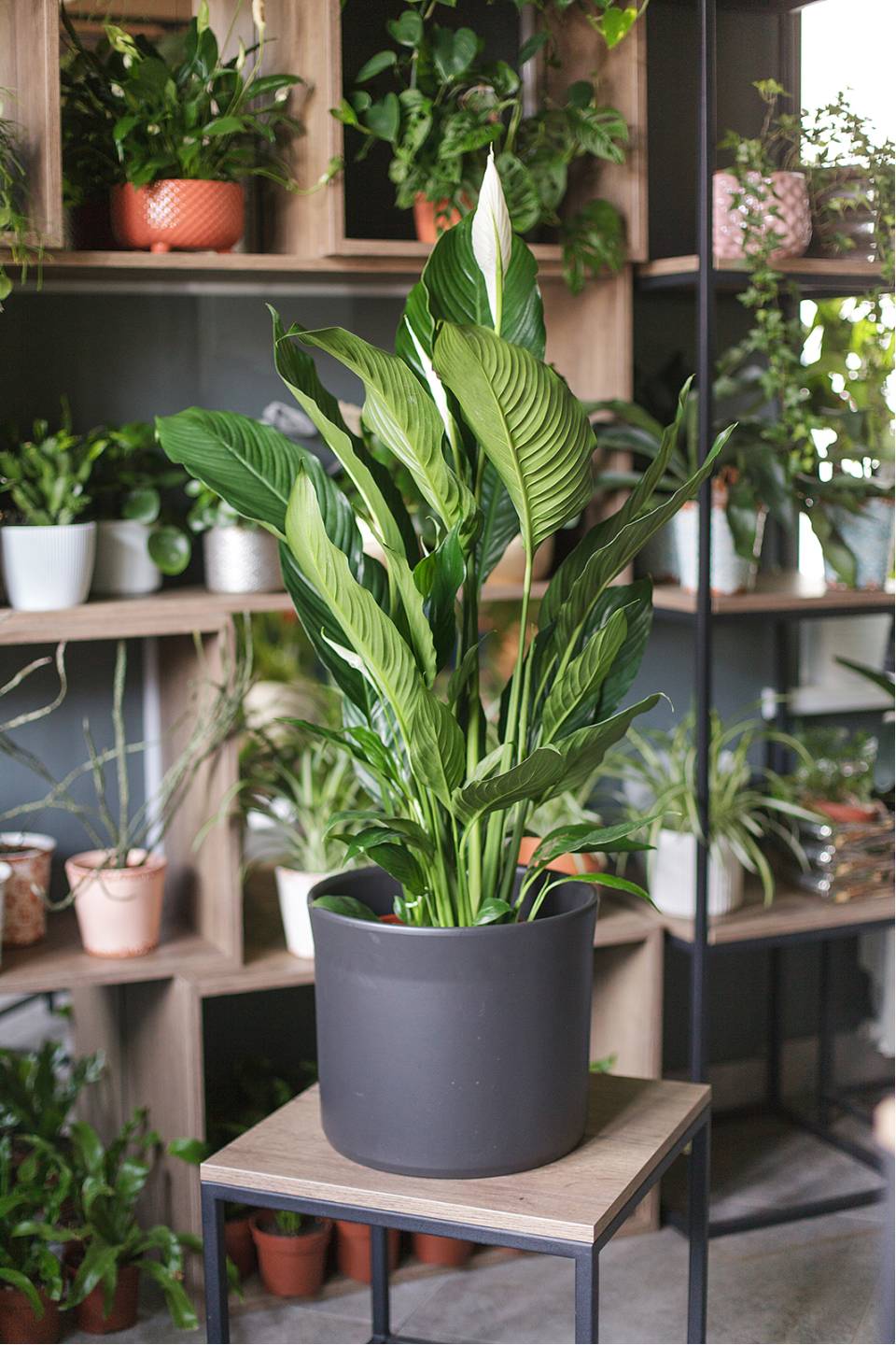 Спатифиллум Купидо 120-24