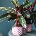 Строманта Триостар (Stromantha Triostar) 50 см - с доставкой по Минску - миниатюра