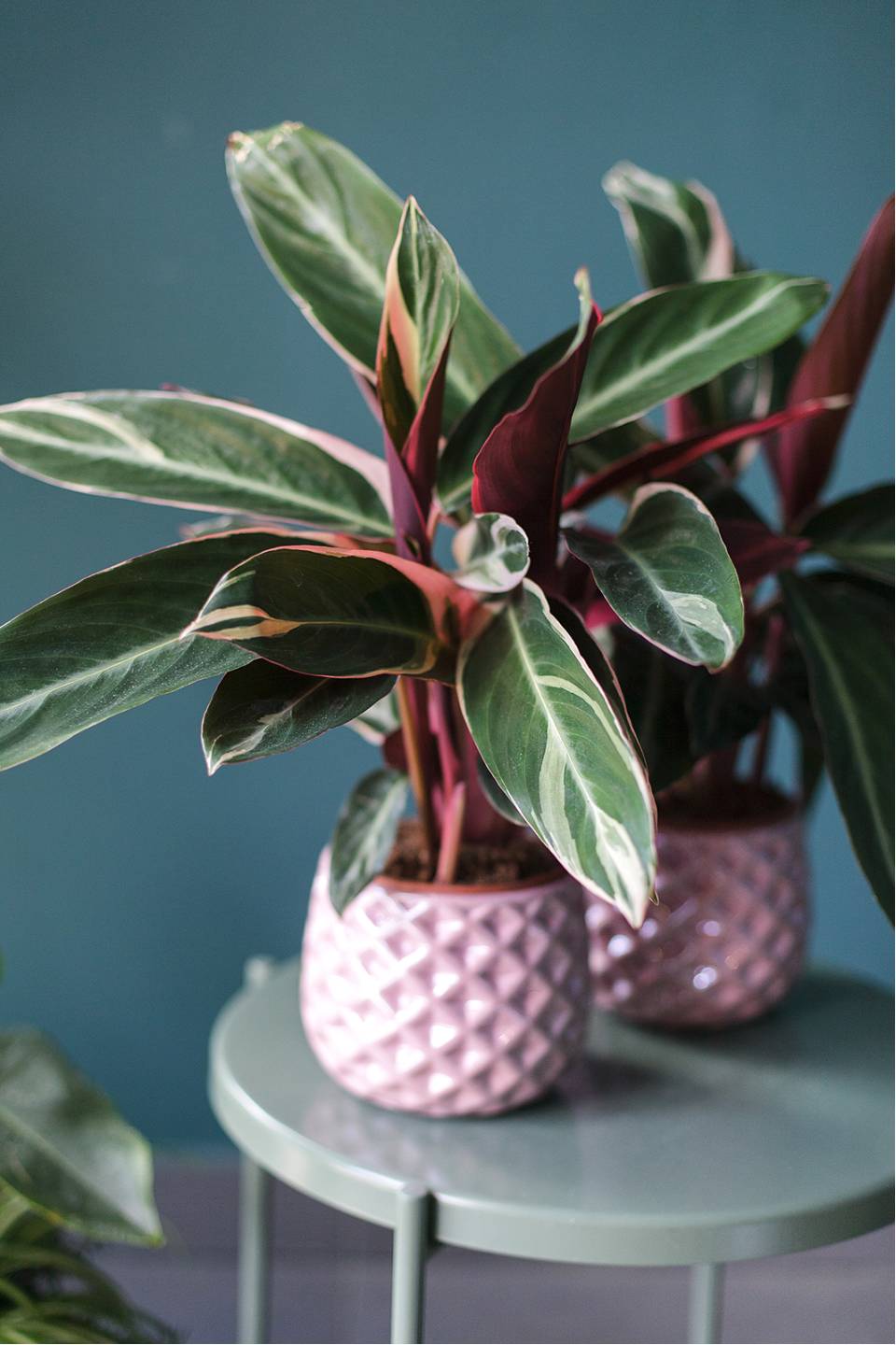 Строманта Триостар (Stromantha Triostar) 50 см - с доставкой по Минску