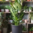 Спатифиллум Купидо 120-24 - с добавлением зелени - миниатюра 