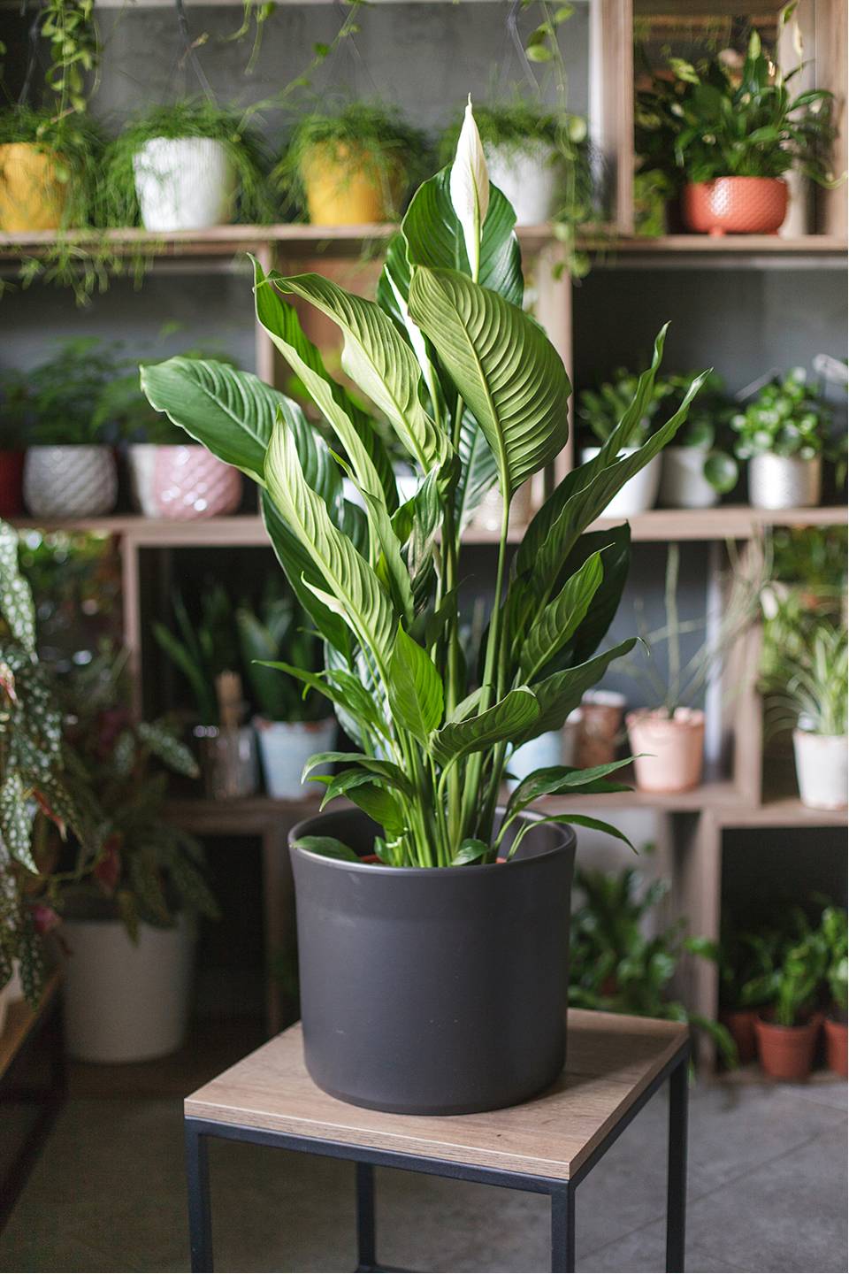 Спатифиллум Купидо 120-24 - с добавлением зелени