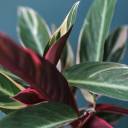 Строманта Триостар (Stromantha Triostar) 50 см - с добавлением зелени - миниатюра 