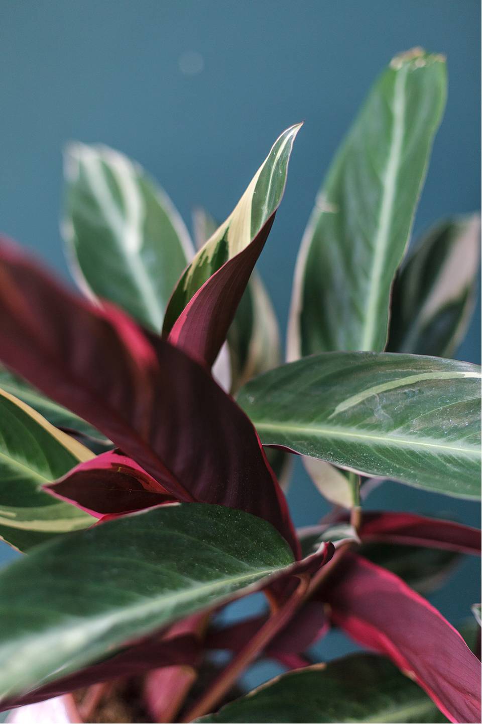 Строманта Триостар (Stromantha Triostar) 50 см - с добавлением зелени