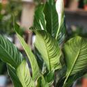 Спатифиллум Купидо 120-24 - с доставкой по Минску - миниатюра