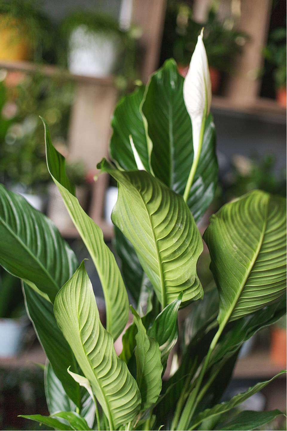 Спатифиллум Купидо 120-24 - с доставкой по Минску